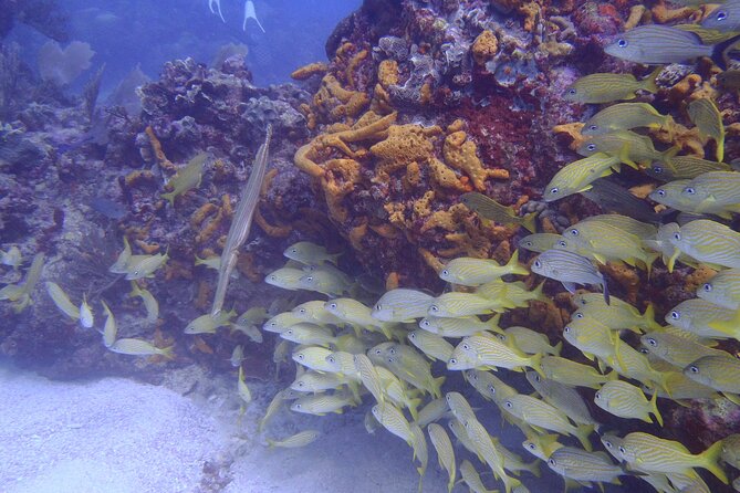2 Tank Reef Dive in Mexico - Between sites: snack, a quick ride, and gear swaps