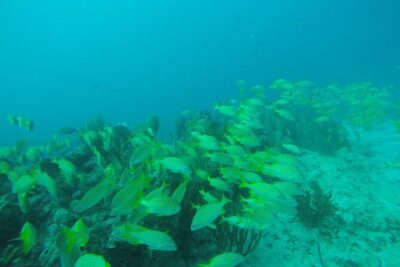 2 Tank Reef Dive in Mexico - Price and what you truly get for $149