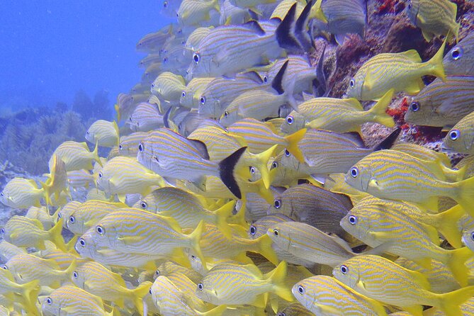 2 Tank Reef Dive in Mexico - Second reef spot: warm Caribbean water with the same controlled structure