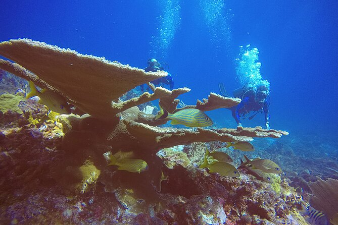 2 Tanks Scuba Diving in Punta Cancun Reefs for Certified Divers - Tank 1 in Your First Punta Cancún Reef Area: Getting Settled