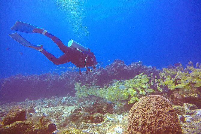 2 Tanks Scuba Diving in Punta Cancun Reefs for Certified Divers - Tank 2 in a Second Reef Area: Variety, Drift-Style Swimming, and Grottos