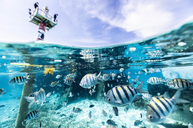 5-in-1 Cancun Snorkeling Tour with Sea Life & Transport Included - Five Snorkel Stops, One Small Boat: How the 2.5 Hours Works