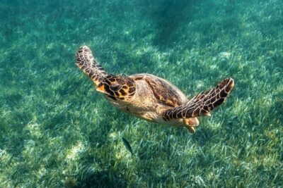 5-in-1 Cancun Snorkeling Tour with Sea Life & Transport Included - Stop 2 Underwater Art Galleries: Blessings and Vestiges