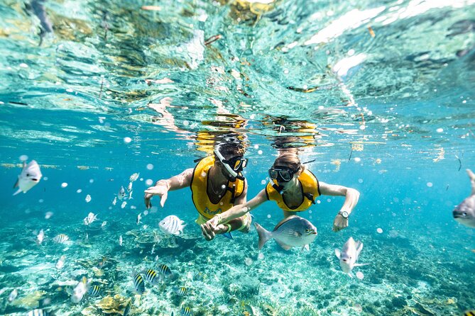 5-in-1 Cancun Snorkeling Tour with Sea Life & Transport Included - Price and Value: What $79 Really Buys You (Plus the Dock Fee)
