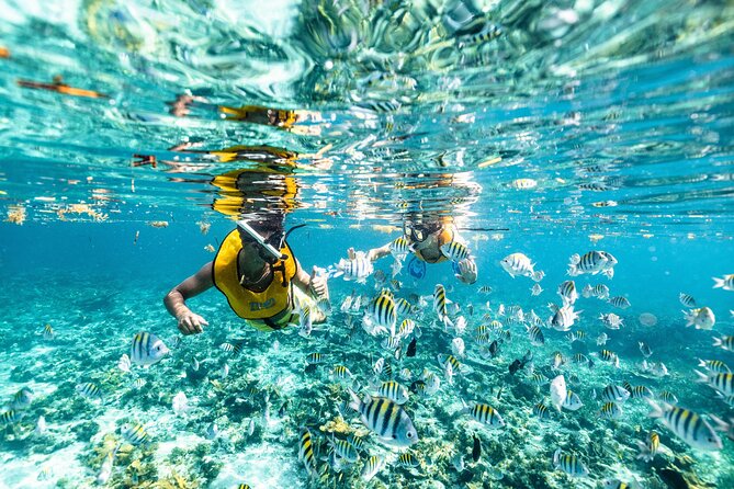 5-in-1 Cancun Snorkeling: Turtles, Reef, Musa, Shipwreck, Cenote - Why this 5-in-1 Cancun snorkeling combo works
