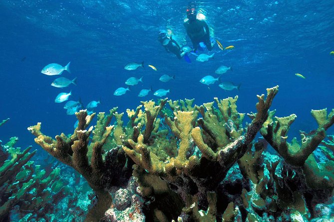 ATV Adventure Combo with Snorkeling, Ziplines, Cenote, and Lunch - Price and Value: Is $109.65 a Good Deal?