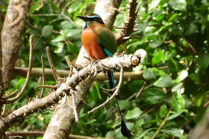 Birds of the Mayan World 1 - Birdwatching on the Cenote Trails of Puerto Morelos