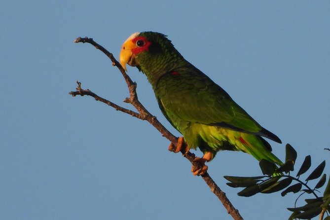 Birds of the Mayan World 1 - What the Guides Do Differently (Jose and Gil Stand Out)