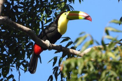 Birds of the Mayan World 1 - Your 4-Hour Plan on La Ruta de los Cenotes