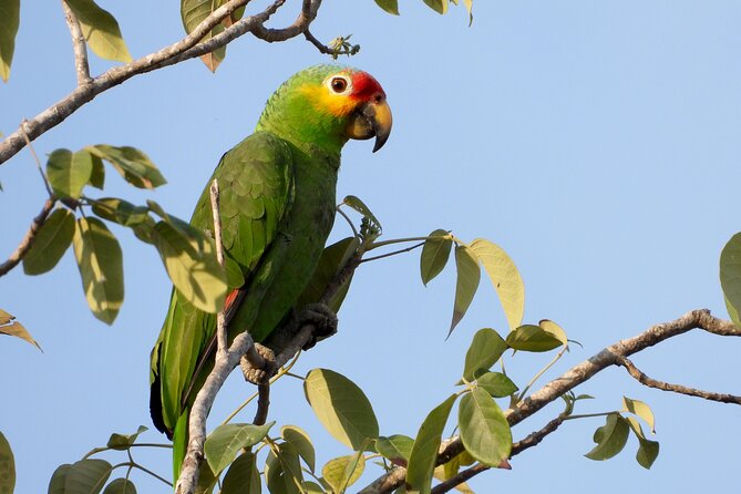 Birds of the Mayan World 1 - Birdwatching Tips That Actually Help You Enjoy It