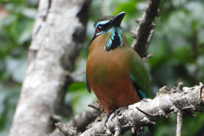 Birds of the Mayan World 1 - Low-Impact Tourism on Cenote Trails: Why It Matters
