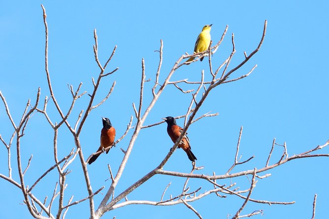 Birds of the Mayan World 1 - Pickup, Mobile Tickets, and Getting There Without Stress