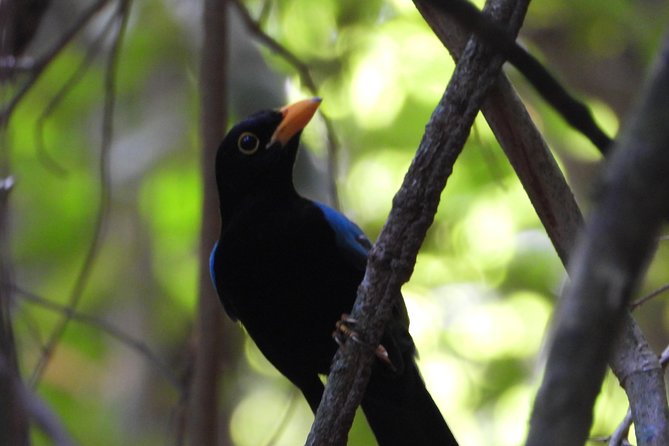 Birds of the Mayan World 1 - Who Should Book This Tour (and Who Might Skip It)