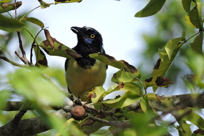 Birdwatching Cancun - The real draw: small-group jungle birding from Cancun