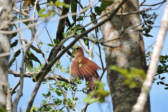 Birdwatching Cancun - La Ruta de los Cenotes: where birds show up (and calls work)