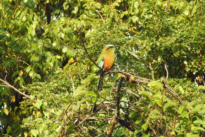 Birdwatching Cancun - Snacks, soda, and the timing of your water break