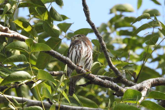 Birdwatching Cancun - Your guide matters: Carlos and Lugo’s bird-finding tactics