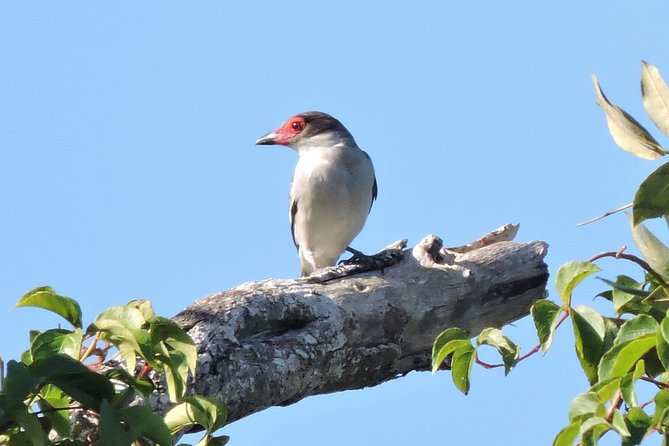 Birdwatching Cancun - Price and logistics: what $165 buys you
