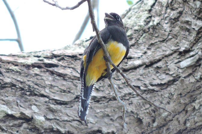 Birdwatching Cancun - What to pack for morning birdwatching in Quintana Roo