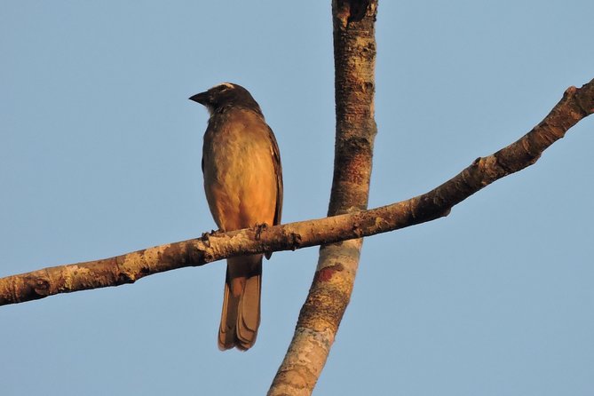 Birdwatching Cancun - Who should book this birdwatching tour from Cancun