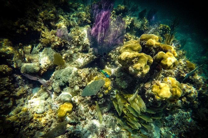 Breathtaking experience driving a speedboat in Cancun with Snorkeling included - What to pack and who this tour suits best