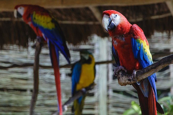 Cancun Extreme Zipline Canopy Tour - Snack, lunch, and the photo sales reality at the end
