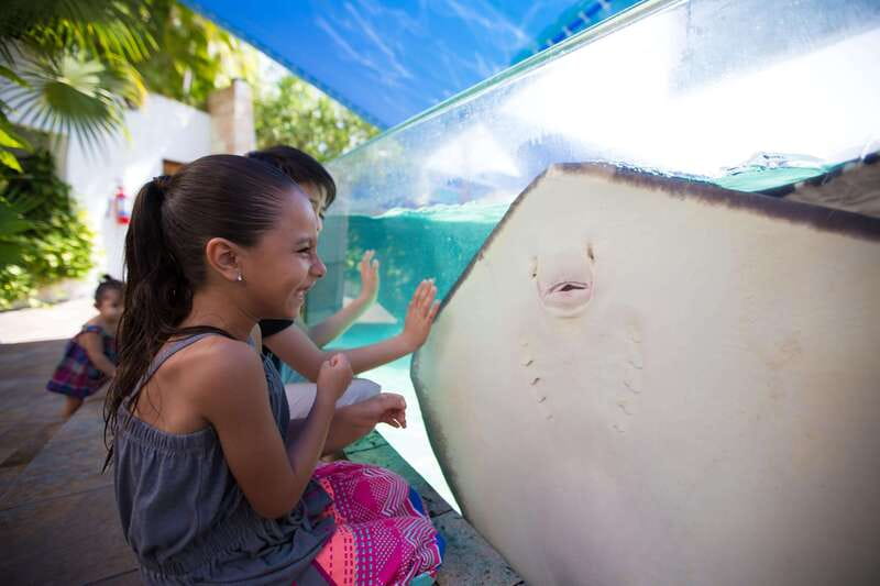 Cancún Interactive Aquarium Admission + Dolphin Presentation - Key Highlights Worth Planning Around