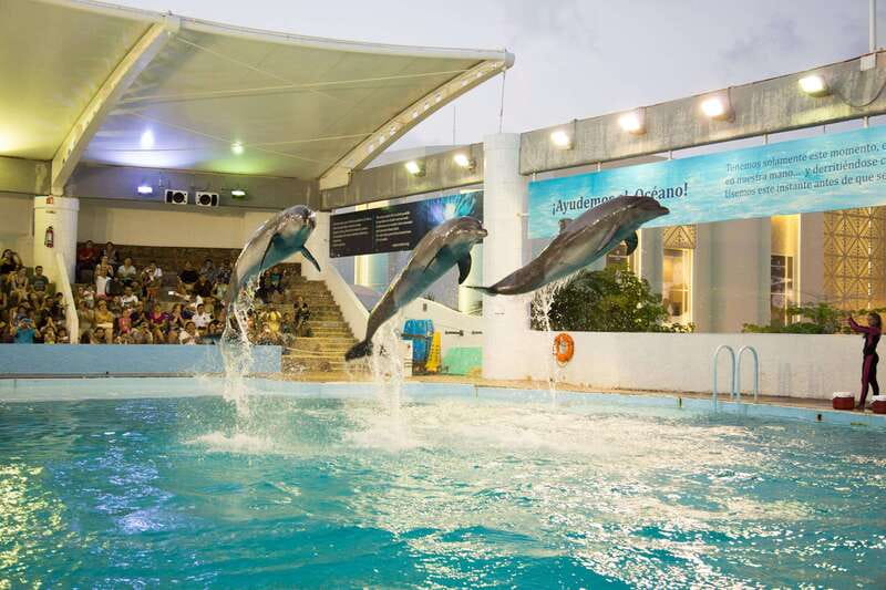 Cancún Interactive Aquarium Admission + Dolphin Presentation - Walking the Aquarium Galleries and Fish Tanks (Without Getting Wet)
