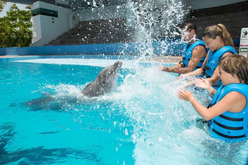 Cancun: Interactive Aquarium - Swim with Dolphins Splash - 10 dolphin activities (including physiology, anatomy, behavior, and the kiss)