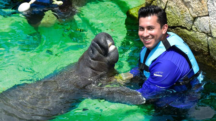 Cancún: Manatee Encounter on Isla Mujeres with Buffet Lunch - Key takeaways before you go