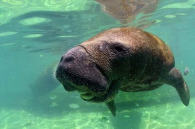 Cancún: Manatee Encounter on Isla Mujeres with Buffet Lunch - Getting there from Cancún: ferry timing and how the day flows