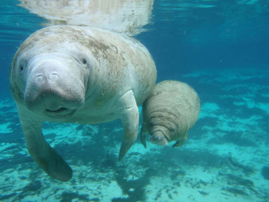 Cancún: Manatee Encounter on Isla Mujeres with Buffet Lunch - The manatee interaction program: hugs, dietary info, and real limits