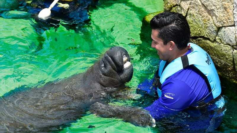 Cancún: Manatee Encounter on Isla Mujeres with Buffet Lunch - Price and value: what your $55 covers (and what it doesn’t)