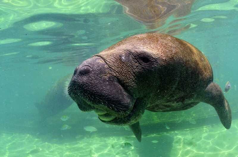 Cancún: Manatee Encounter on Isla Mujeres with Buffet Lunch - Who this suits best (and who should skip it)