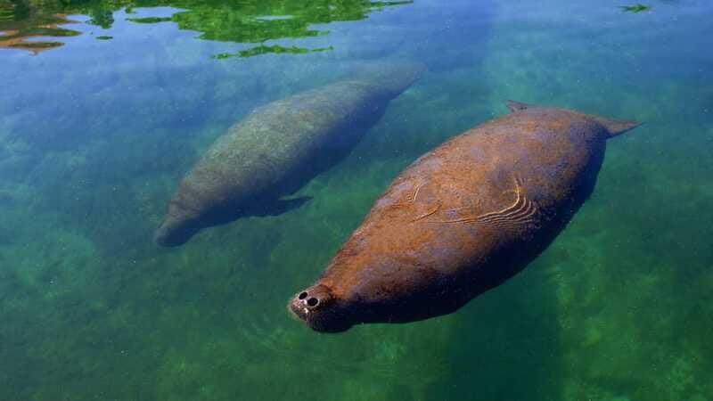 Cancún: Manatee Encounter on Isla Mujeres with Buffet Lunch - The day in real life: pacing, comfort tips, and what to watch for