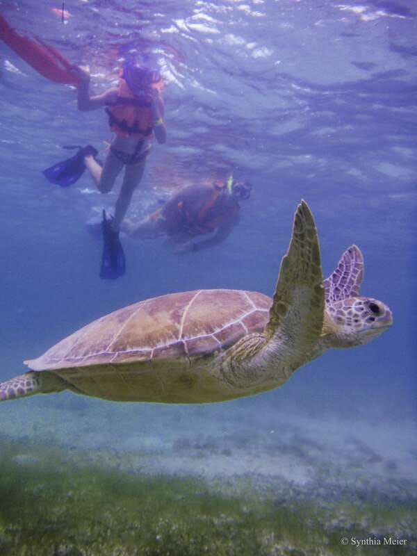 Cancun: Marine Turtle Observation in Akumal - What you’re really paying for: turtles plus a cenote morning