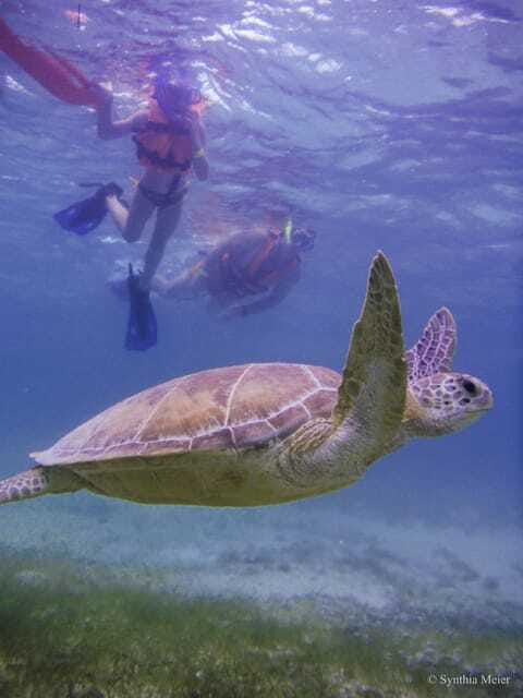 Cancun: Marine Turtle Observation in Akumal - Crowd control and respecting the turtles (when things get busy)