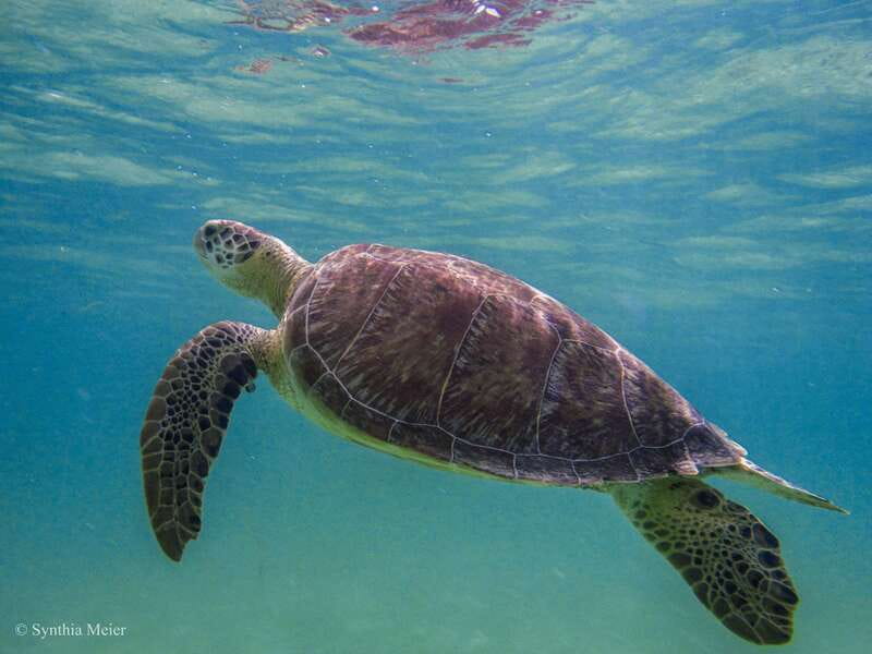 Cancun: Marine Turtle Observation in Akumal - Food, snacks, and what you’ll likely miss