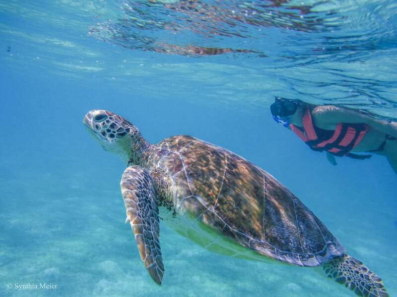 Cancun: Marine Turtle Observation in Akumal - Getting there from Cancun, Playa del Carmen, or Tulum