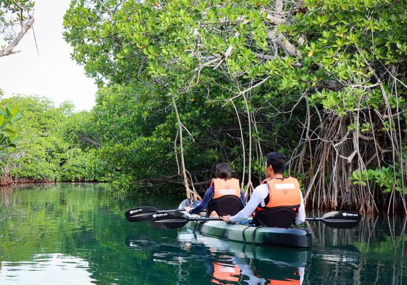 Cancun: Morning Kayak Adventure - Second Paddle Block: More Lagoons, More Chances to Spot Wildlife