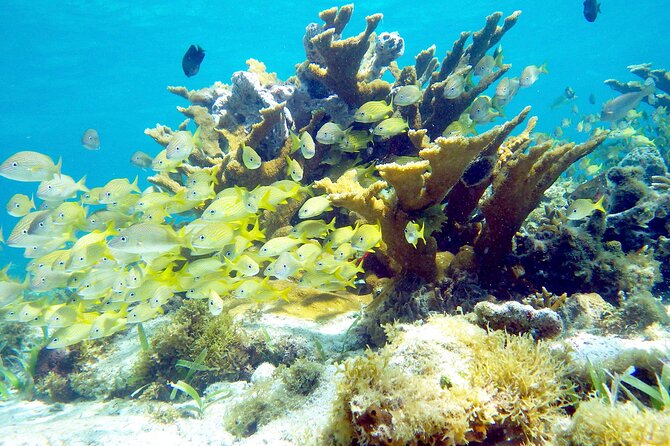 Cancun Snorkeling Adventure: Underwater Museum, Reef & Shipwreck - Stop 2: El Meco reef, sea turtles, rays, and the shipwreck