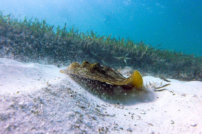 Cancun Snorkeling Adventure: Underwater Museum, Reef & Shipwreck - Snorkeling comfort: gear, weights, and the extraction service