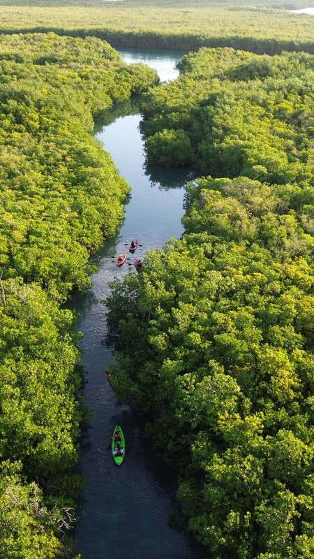 Cancun: Sunset Kayak Experience in the Mangroves - Key things you’ll notice on this Cancun mangrove kayak