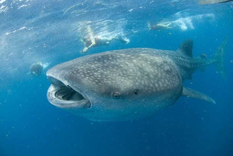 Cancún: Swim with Whale Sharks - Key takeaways before you book