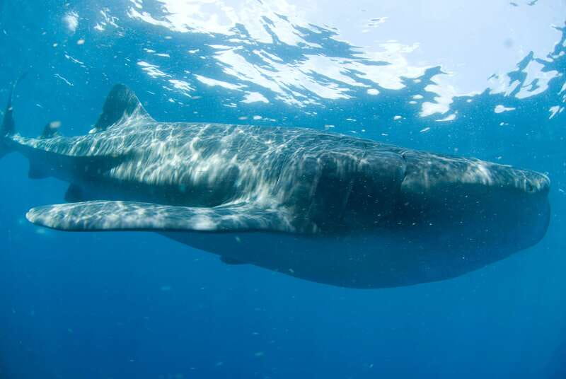 Cancún: Swim with Whale Sharks - The speedboat and Isla Mujeres segment: views, movement, and why it’s timed well