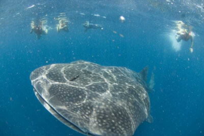 Cancún: Swim with Whale Sharks - Getting to Marina Xtabay: early start, van ride, and a real briefing
