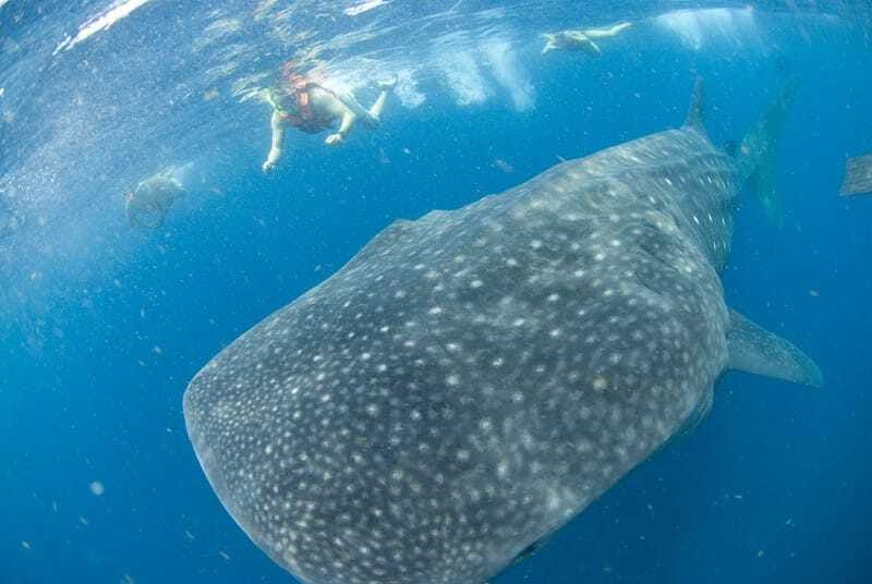 Cancún: Swim with Whale Sharks - Lunch on the water near Isla Mujeres: included, and not an afterthought