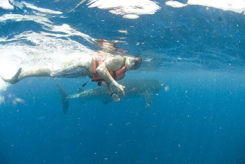 Cancún: Swim with Whale Sharks - Price and value: $160 plus the $20 dock fee reality check