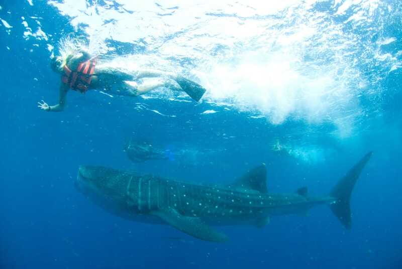 Cancún: Swim with Whale Sharks - What to pack so the day stays comfortable (and not miserable)