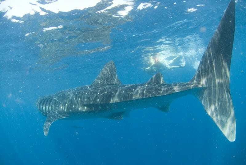 Cancún: Swim with Whale Sharks - Who should go, and who should skip this whale shark swim